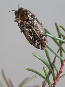 Ethonion corpulentum, PL2538N, on Dillwynia glaberrima, SE